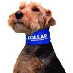 Kool Collar for Dogs