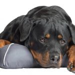 Pet Therapeutics TheraCool Cooling Gel Pet Bed – Medium
