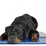 Pet Therapeutics TheraCool Gel Cell Cooling Pad