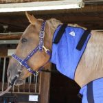 HyperKewl Evaporative Cooling Horse Neck Wrap – Large